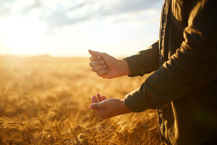 Farmer holding grain against a sunrise